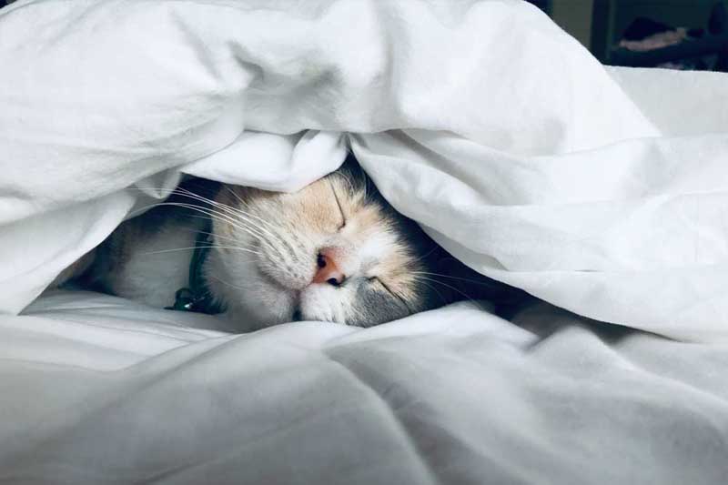 Соревнование на звание самого ленивого человека пройдет в Черногории 5 Соревнование на звание самого ленивого человека пройдет в Черногории - 5