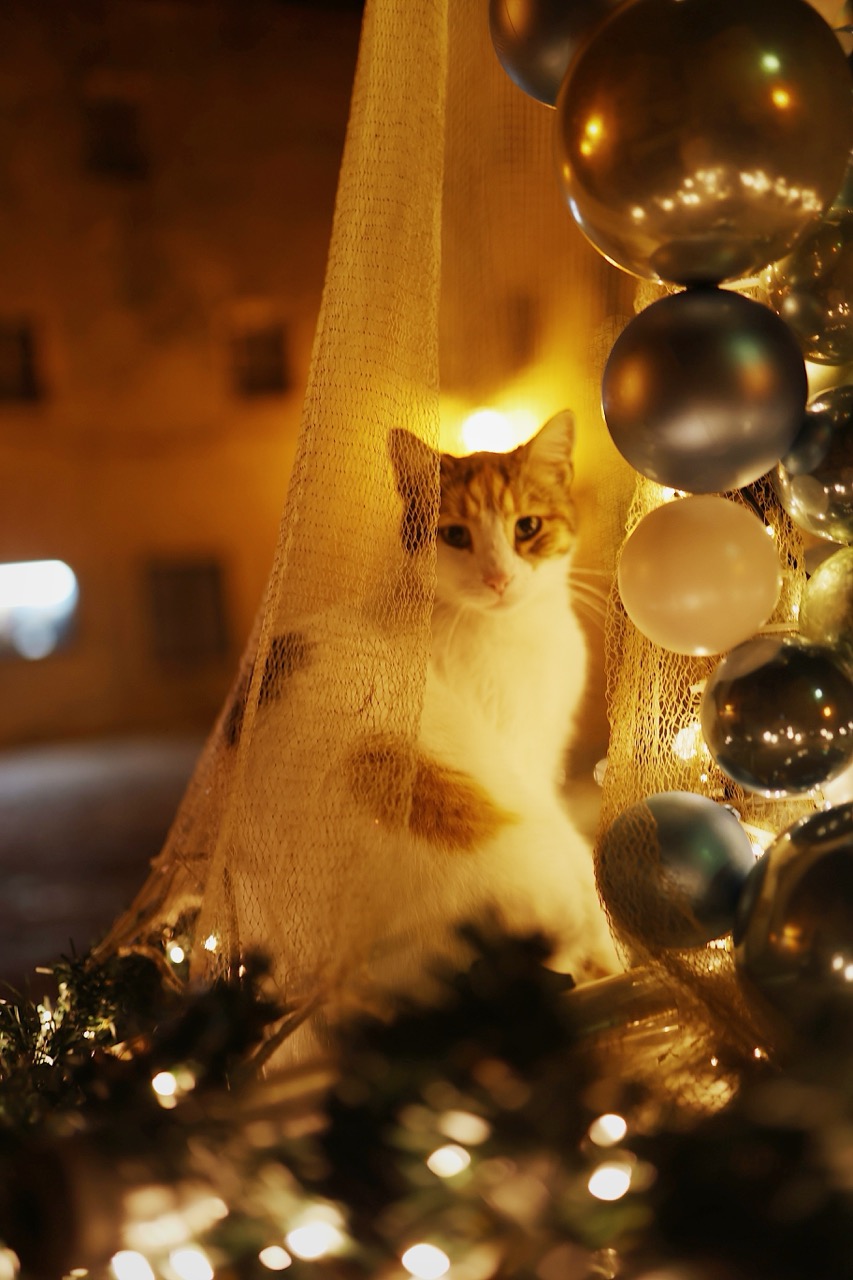 Рождество в Старом городе Котора